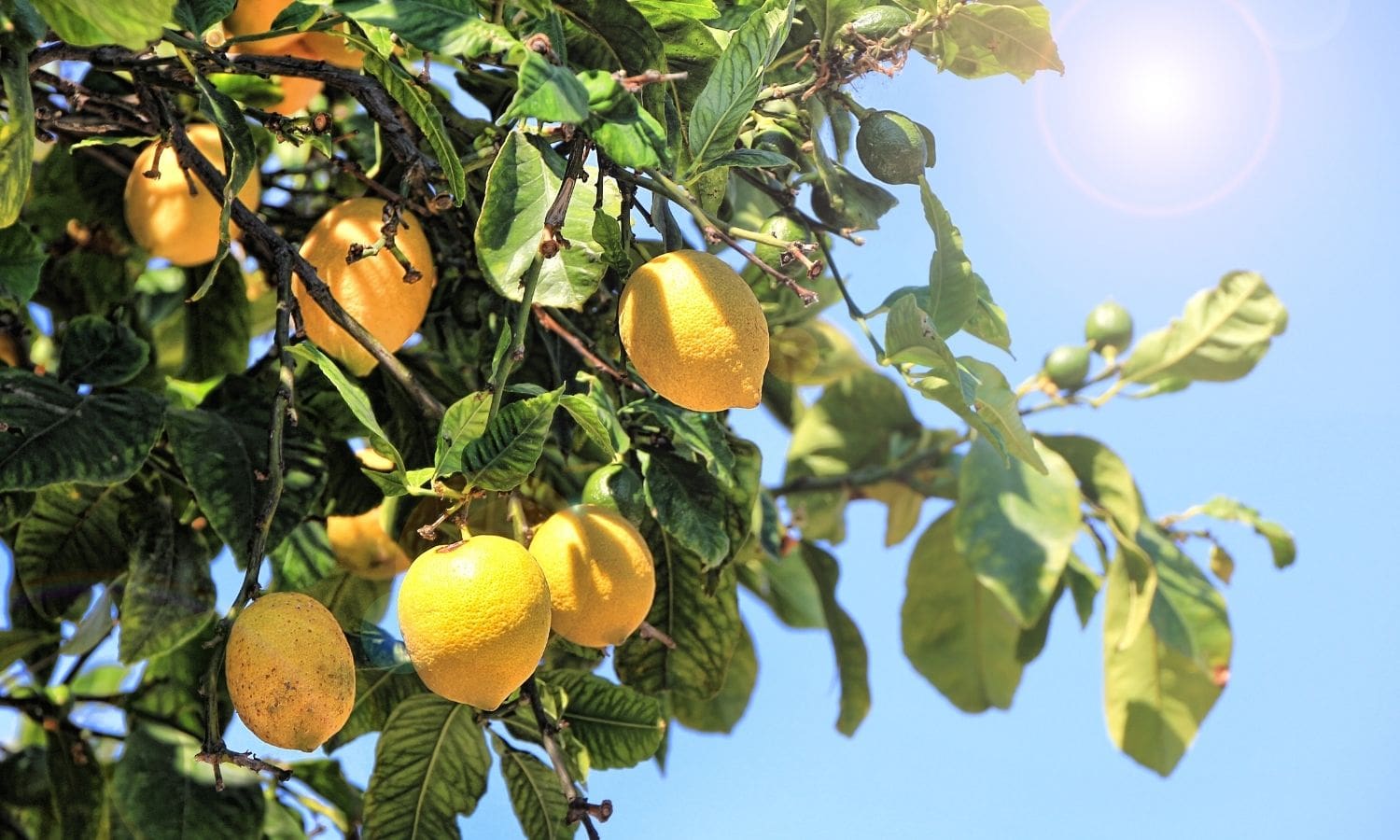 Ticaret Bakanlığı açıkladı: Limon ihracatı durduruldu
