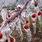 Yumaklı’dan zirai don açıklaması: 34 ilimiz etkilendi