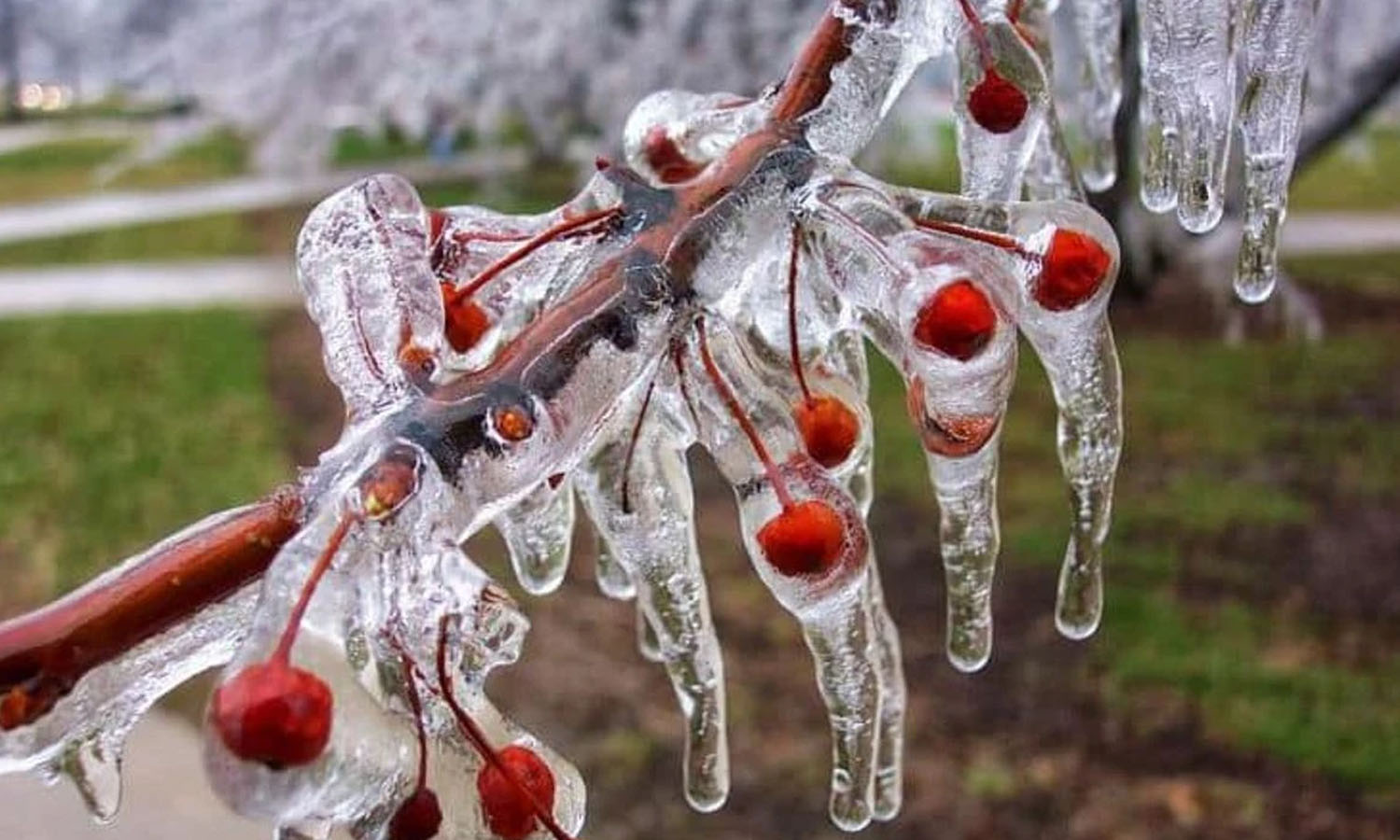 Yumaklı’dan zirai don açıklaması: 34 ilimiz etkilendi