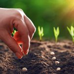 ICU Girişim (ICUGS) organik tarıma yatırım yaptı