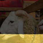 Karar Resmi Gazete’de: Bayramda köprü ve otoyollar ücretsiz