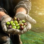 Vişne Madencilik’ten 7 milyon liralık zeytin bahçesi alımı!