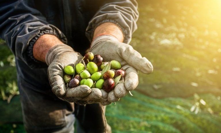 Vişne Madencilik’ten 7 milyon liralık zeytin bahçesi alımı!