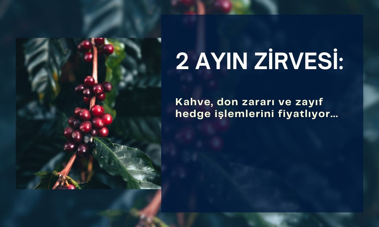 Kahve iki ayın zirvesine yakın: Don zararı fiyatları yükseltti