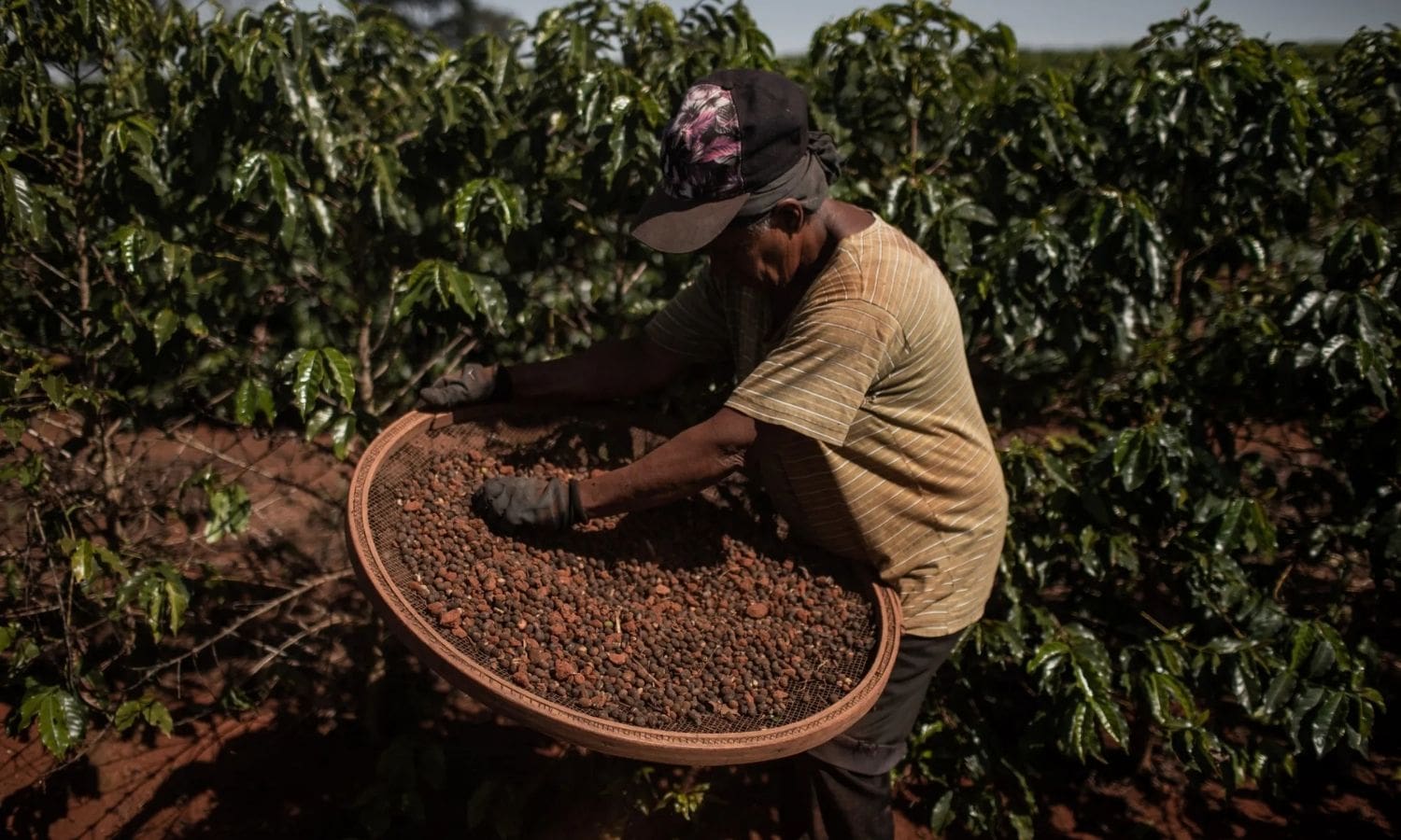 Kahve fiyatında sert dalgalanma: Oynaklık 4 yılın zirvesinde