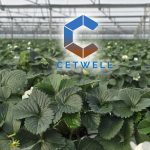 Savunma şirketinden tarıma yatırım: Forte’den avokado serası projesi