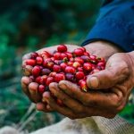 Vietnam’ın rekor kahve hasadı küresel arz sıkışıklığını rahatlatabilir