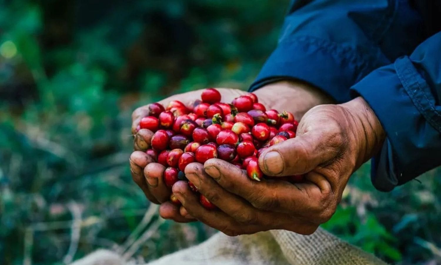 Vietnam’ın rekor kahve hasadı küresel arz sıkışıklığını rahatlatabilir