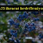 DCT Trading, Edirne’de yaban mersini üretimine başlıyor