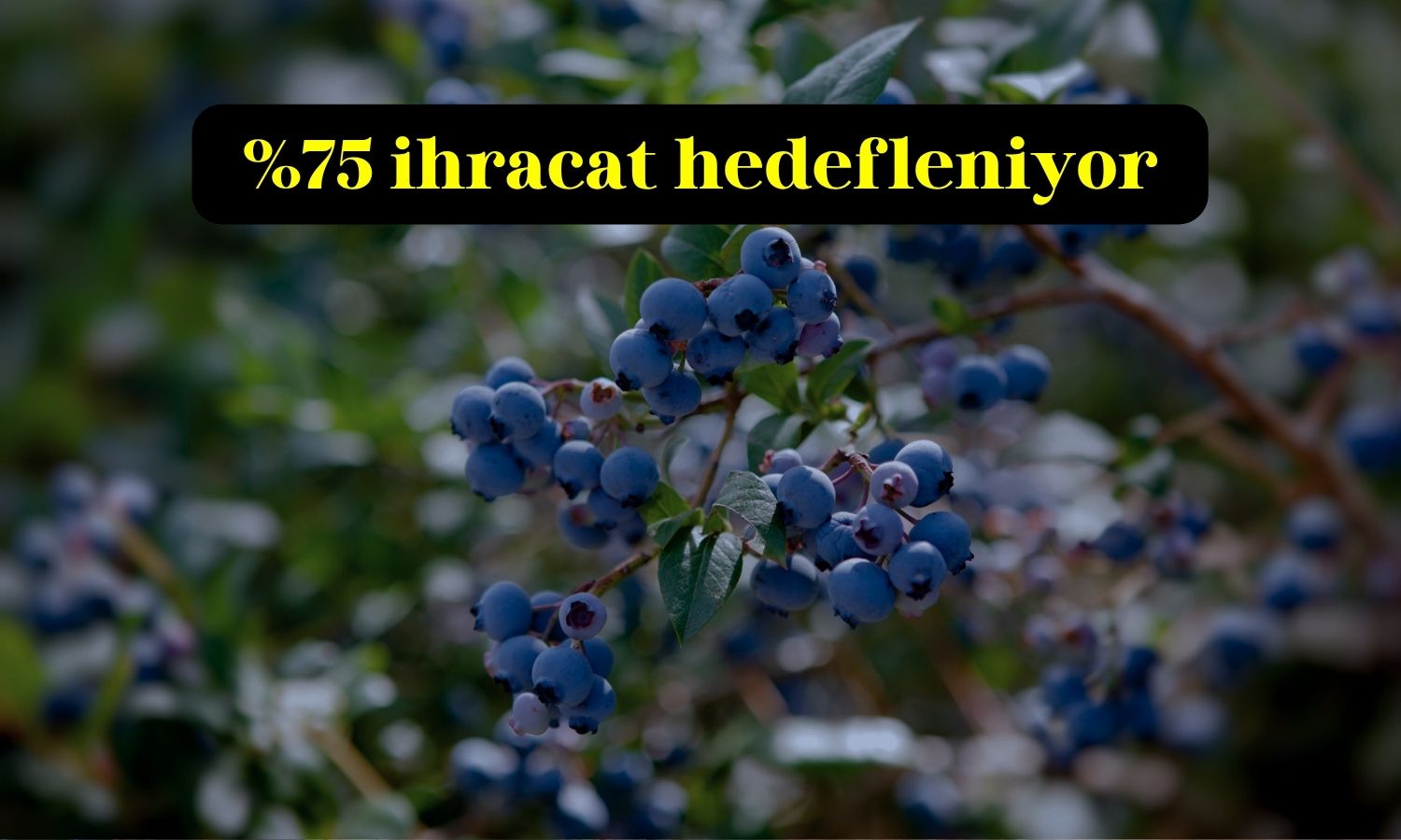 DCT Trading, Edirne’de yaban mersini üretimine başlıyor