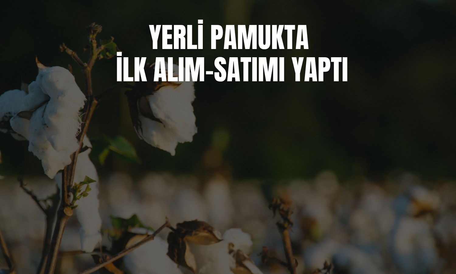 DCTTR, 2025/26 sezonu Türk pamuğu alım satımına başladı