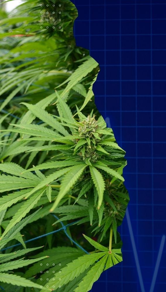 AGROT, kenevir üretimi için satın alma görüşmelerinde