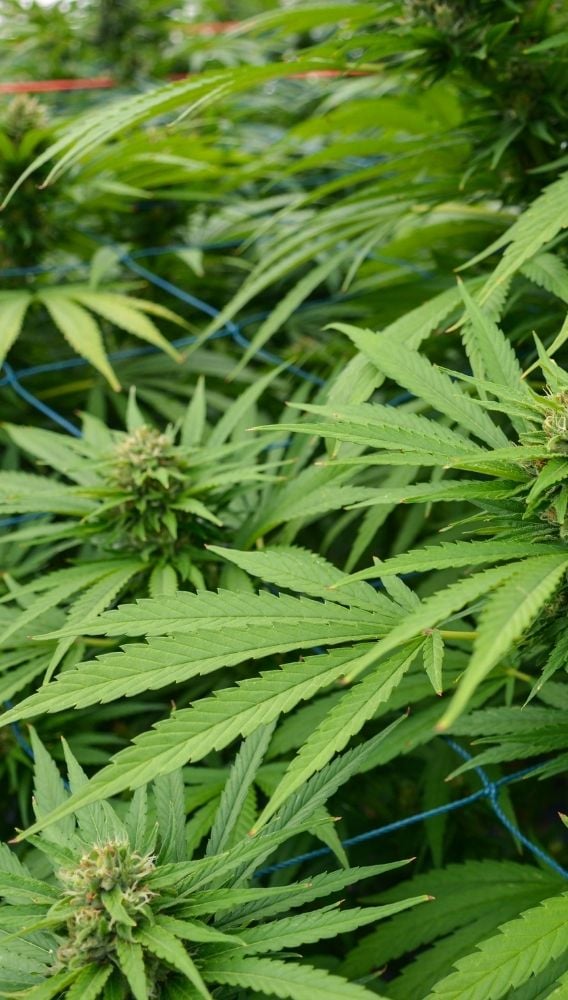 Agrotech kenevirde güçleniyor: Yüzde 60 hisse devralındı