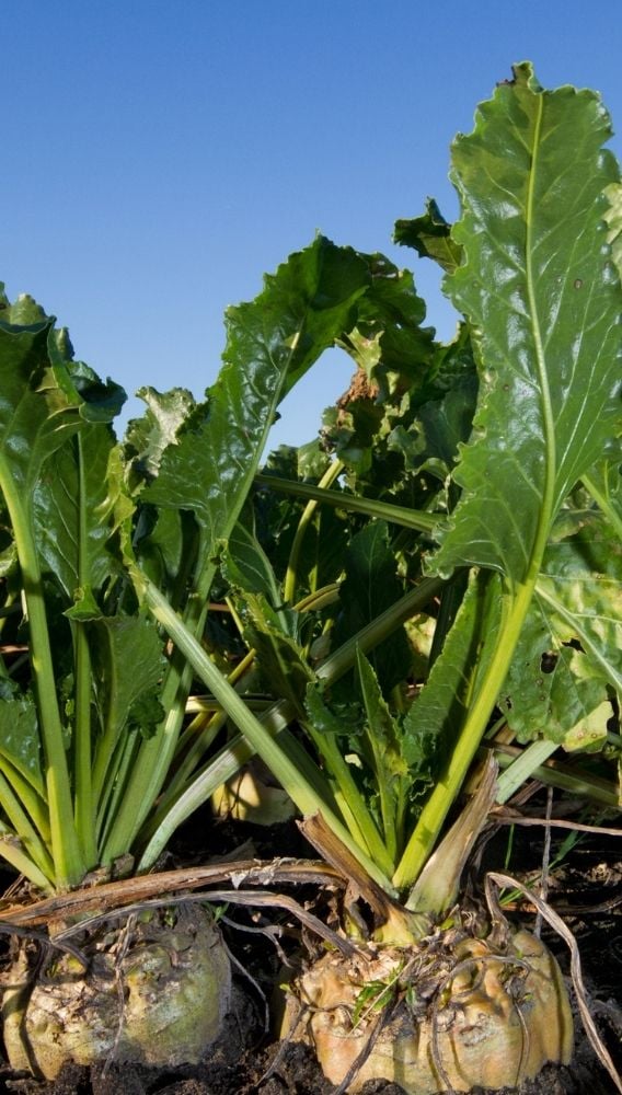 Bor Şeker 150 bin ton şeker pancarı üretimi için anlaştı!