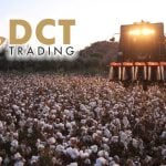 DCT Trading pamuk sezonunda 306 milyon TL’lik alım gerçekleştirdi