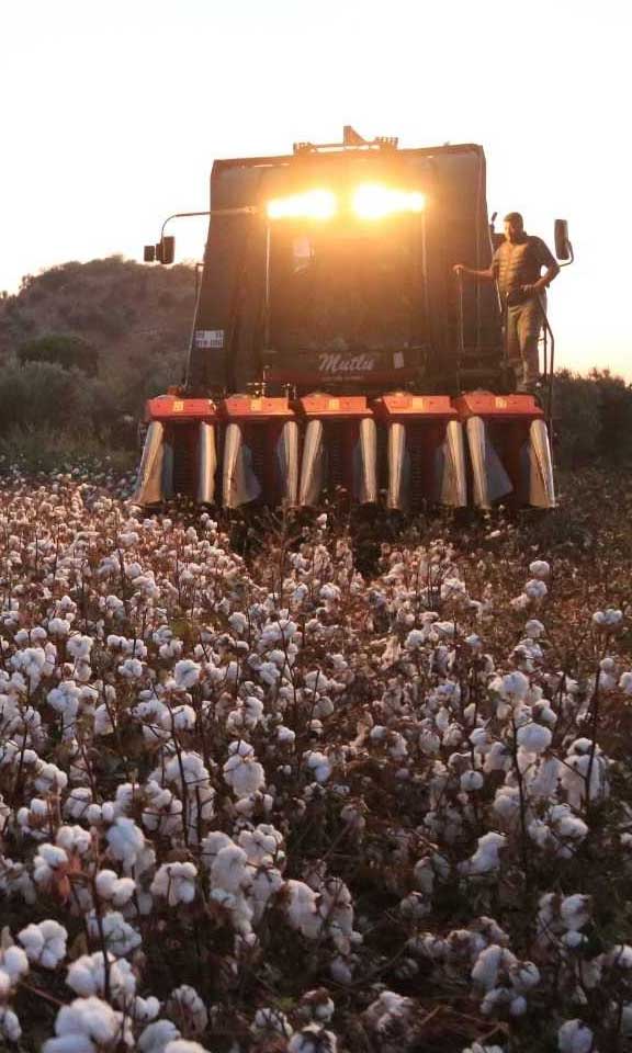 DCT Trading pamuk sezonunda 306 milyon TL’lik alım gerçekleştirdi