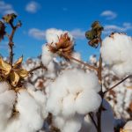 DCT Trading’den (DCTTR) 140,5 milyon TL’den fazla pamuk satışı