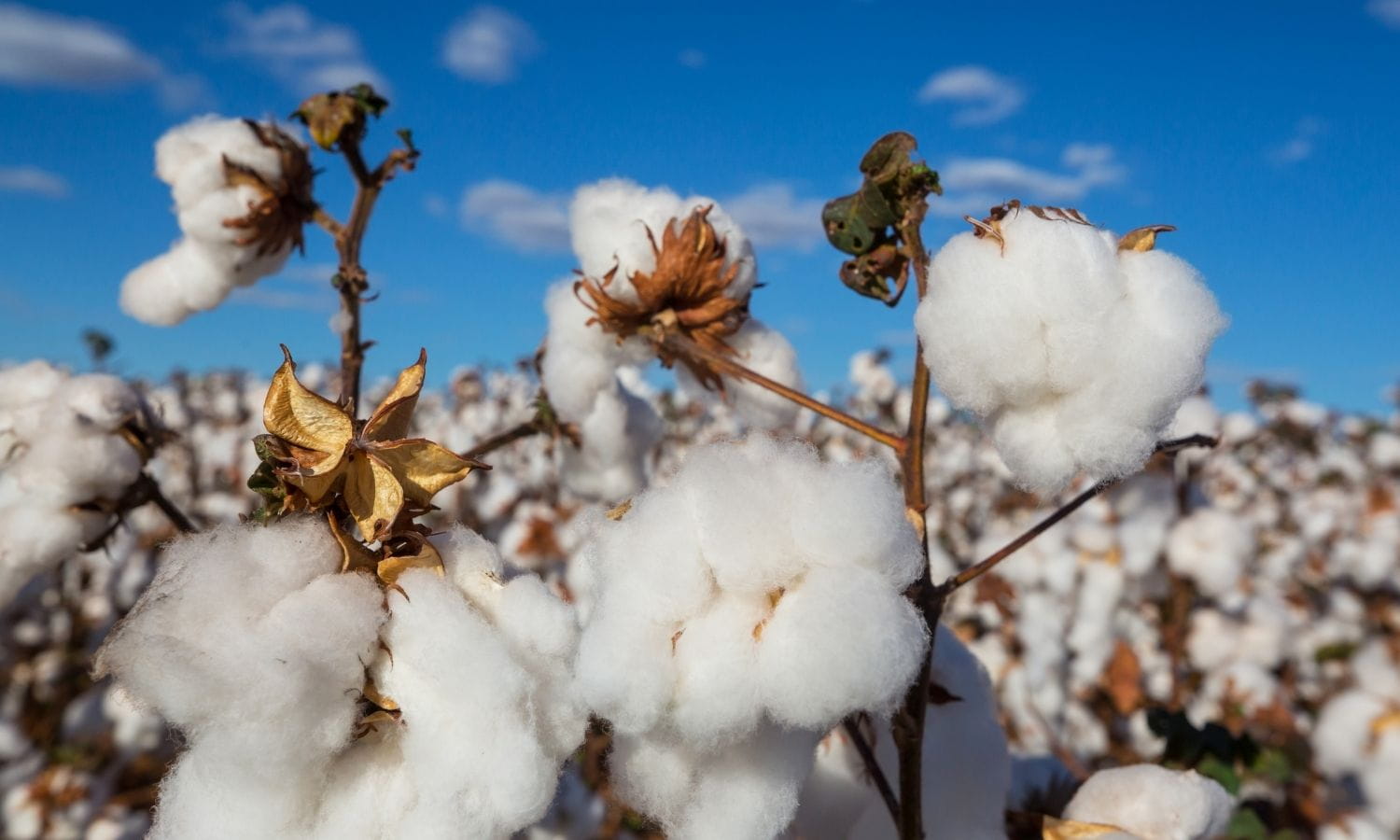 DCT Trading’den (DCTTR) 140,5 milyon TL’den fazla pamuk satışı