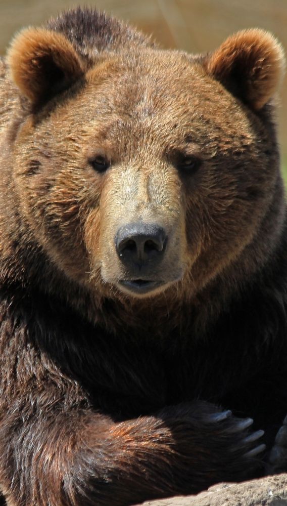 Fransız lüks devinin hisseleri bilanço sonrası sert düştü!