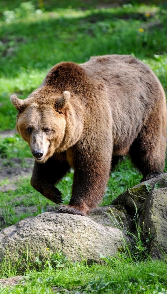 Volvo Cars hisselerinde bilanço etkisiyle tarihi düşüş!