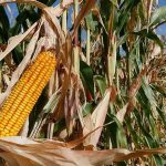 Türkiye’de gıda arzı tehlikede mi? DMM açıklık getirdi