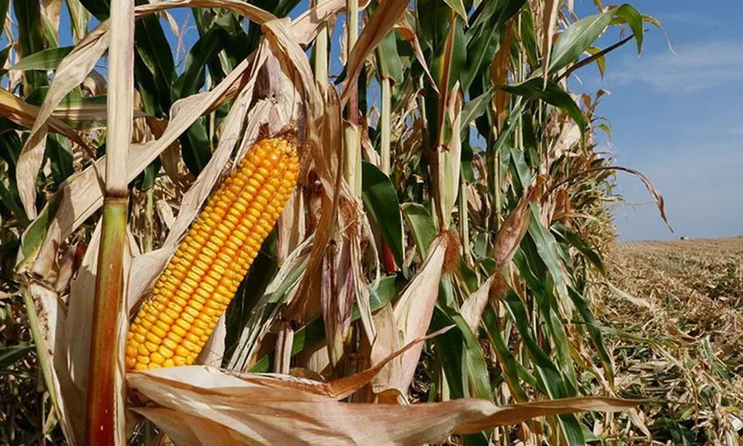 Türkiye’de gıda arzı tehlikede mi? DMM açıklık getirdi