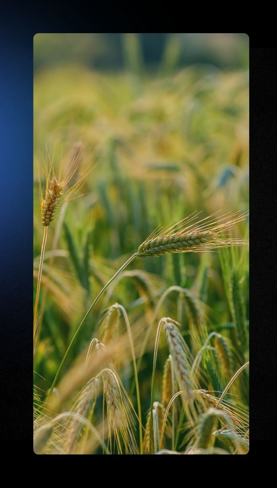 Ulaşlar Turizm 200 milyon TL sermayeli tarım şirketi kuracak