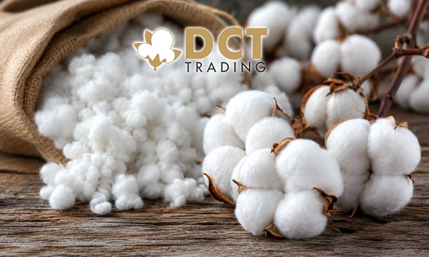DCT Trading’den 1,2 milyon dolarlık pamuk hamlesi