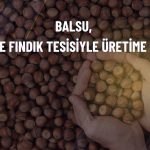 Balsu Gıda Şili fındık yatırımında ilk fazı tamamladı