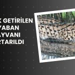 Gümrükte CITES kapsamındaki 4 hayvan ele geçirildi