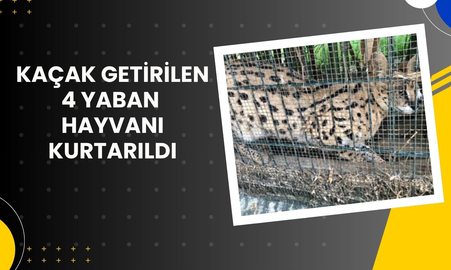 Gümrükte CITES kapsamındaki 4 hayvan ele geçirildi