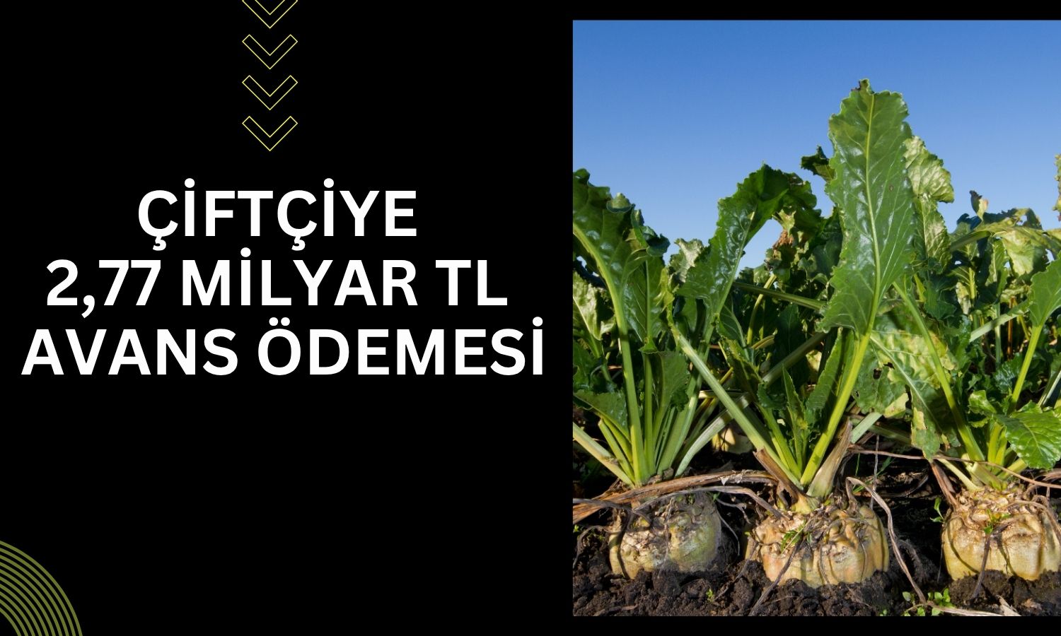 Şeker pancarı üreticisine 2,7 milyar TL destek