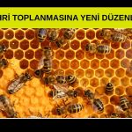 Yumaklı: Arı Zehri Yönetmeliği Resmi Gazete’de