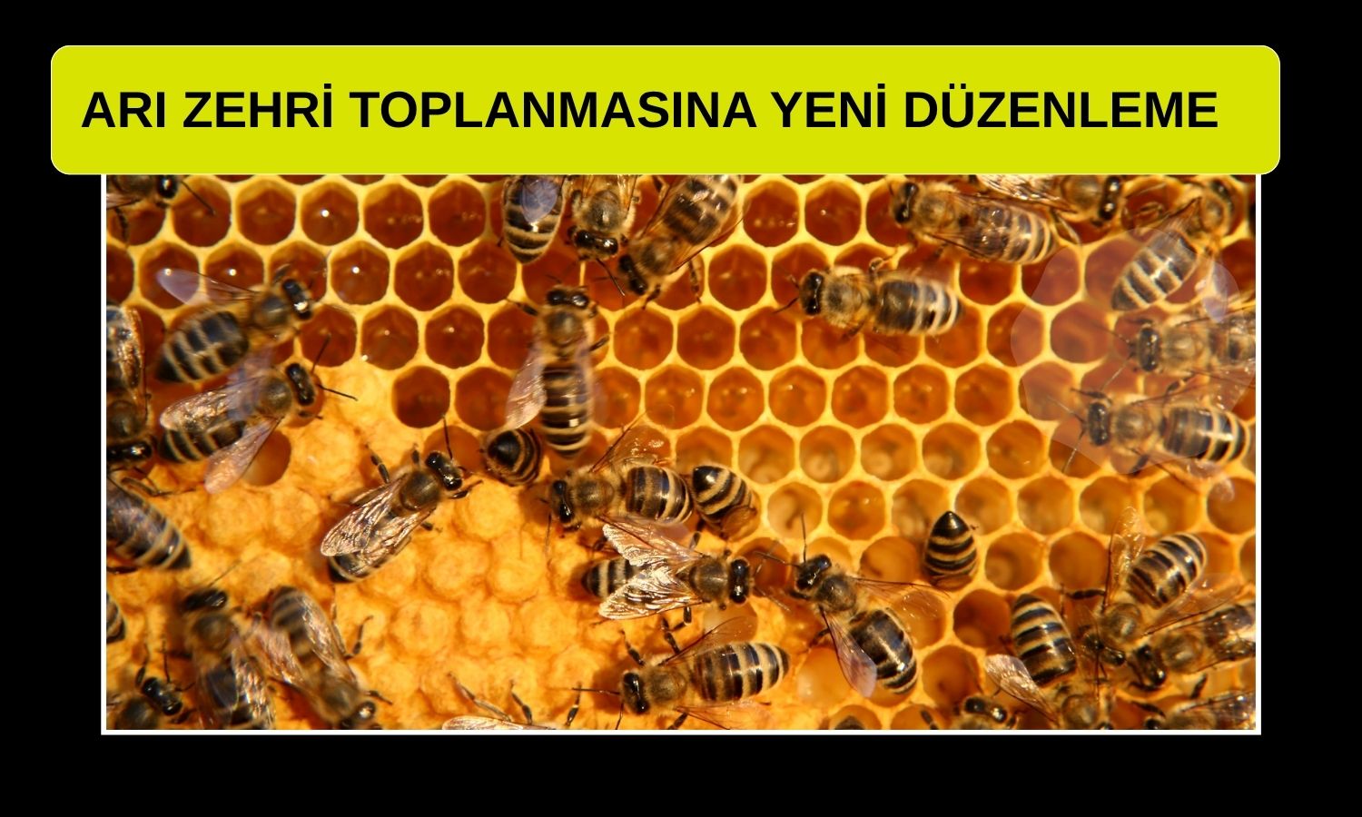 Yumaklı: Arı Zehri Yönetmeliği Resmi Gazete’de
