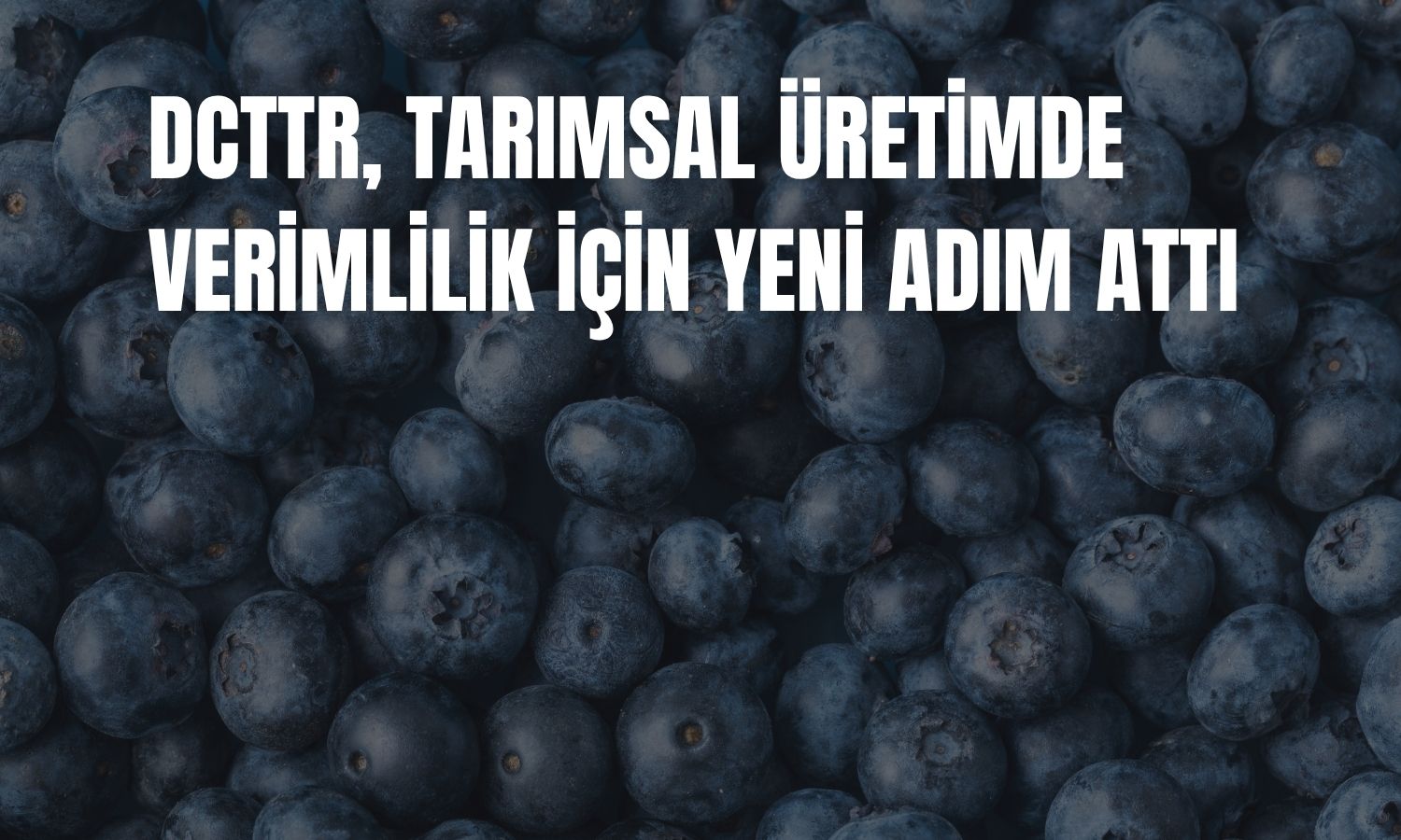 DCTTR, yaban mersini faaliyetlerini tek çatı altında topluyor