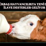 Büyükbaş hayvancılıkta yeni destekler açıklandı