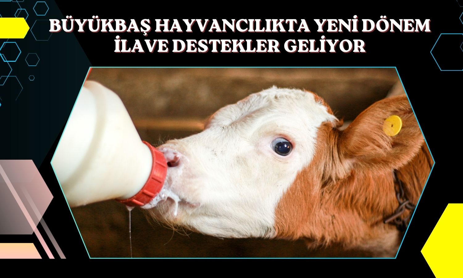 Büyükbaş hayvancılıkta yeni destekler açıklandı
